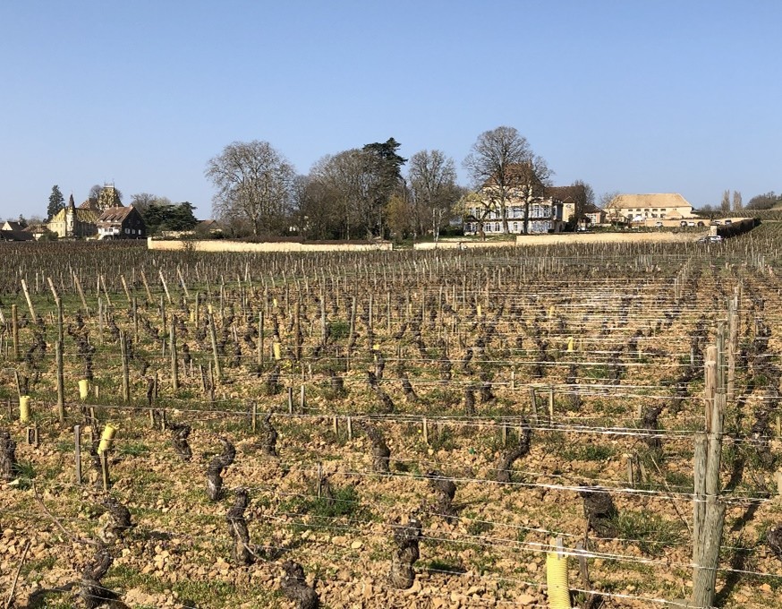 Photo du vignoble